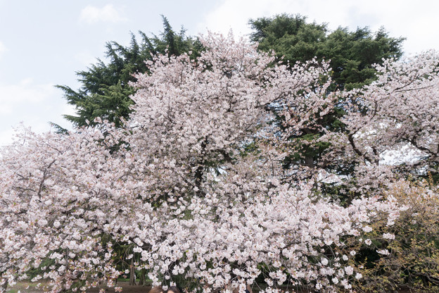 写真: 13新宿御苑の桜【染井吉野】6