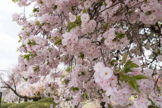 写真: 17新宿御苑の桜【一葉】4