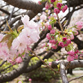 写真: 26新宿御苑の桜【福禄寿】2