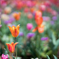 写真: 15花菜ガーデン【Planar85mm_f1.4】
