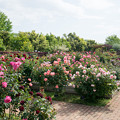 写真: 004花菜ガーデン【バラ園の眺め】4