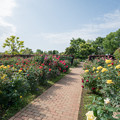 写真: 005花菜ガーデン【バラ園の眺め】5