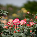 写真: 009花菜ガーデン【春バラ：ジュビレ・デュ・プリンス・ドゥ・モナコ】2