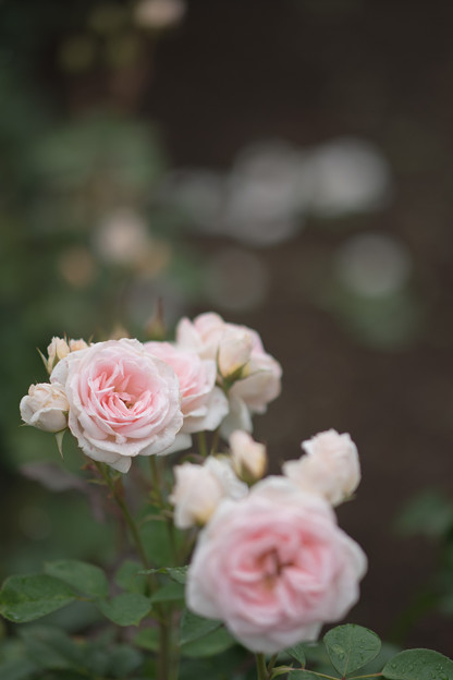 写真: 21神代植物公園【春バラ：ピンク・シフォン】