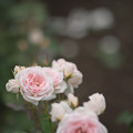Photos: 21神代植物公園【春バラ：ピンク・シフォン】
