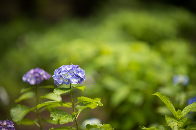 写真: 30神代植物公園【紫陽花：アルトナ】1
