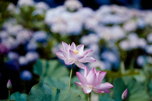 写真: 03花菜ガーデン【田んぼたんぼ：蓮の花】2銀塩NLP