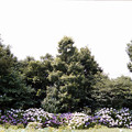 写真: 08花菜ガーデン【アジサイの園路：紫陽花】1銀塩NLP