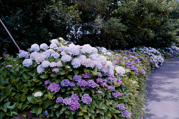 写真: 09花菜ガーデン【アジサイの園路：紫陽花】2銀塩NLP