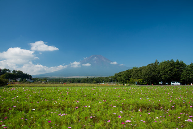 04富士五湖巡り【花の都公園：コスモスと富士】
