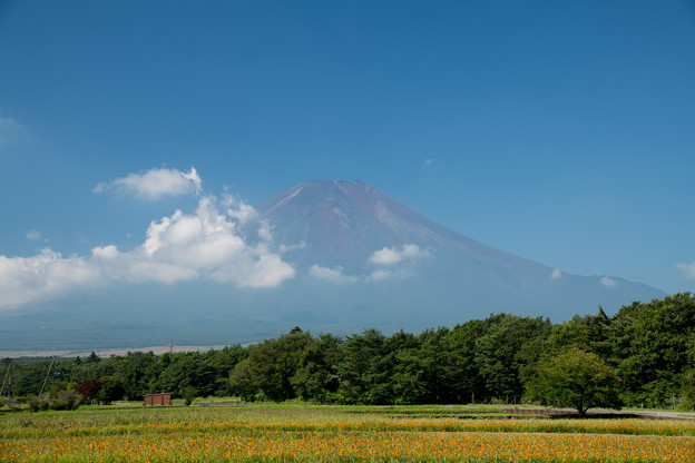 05富士五湖巡り【花の都公園：キバナコスモスと富士】