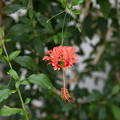 写真: 37神代植物公園【温室の花：フウリン・ブッソウゲ】
