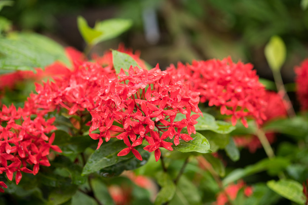 38神代植物公園【温室の花：サンタンカ(赤)】