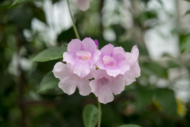 写真: 39神代植物公園【温室の花：ニンニクカズラ】