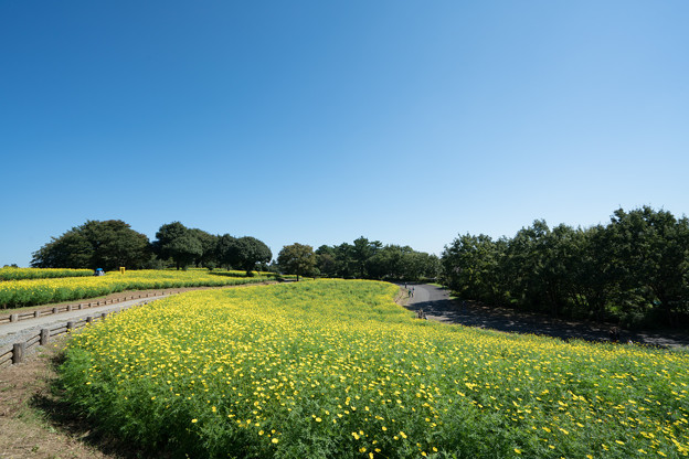 写真: 06昭和記念公園【花の丘：キバナコスモス(レモンブライト)全景】4