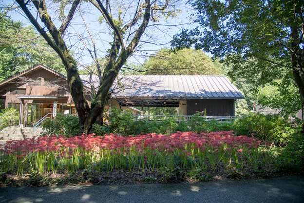 写真: 35昭和記念公園【こもれびの家付近：彼岸花】1