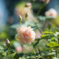 写真: 041花菜ガーデン【秋バラ：アンナ・オリビエ】2