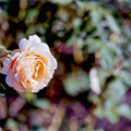写真: 058花菜ガーデン【秋バラ：ジャスト・ジョイ】1銀塩NLP