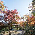 写真: 05昭和記念公園【日本庭園：清池軒付近の紅葉】1
