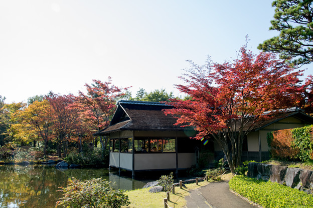 写真: 07昭和記念公園【日本庭園：清池軒付近の紅葉】3