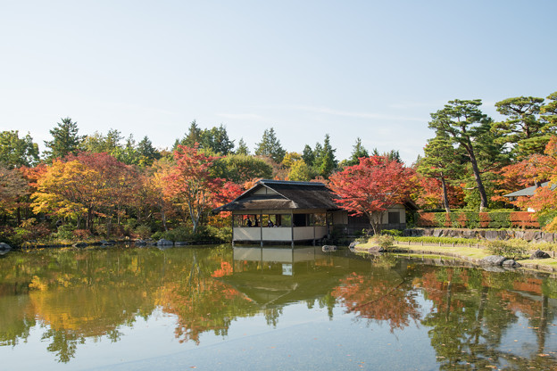 写真: 13昭和記念公園【日本庭園：池周辺の紅葉】3