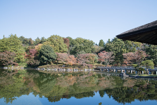 14昭和記念公園【日本庭園：池周辺の紅葉】4