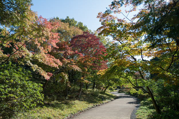 16昭和記念公園【日本庭園：池周辺の紅葉】6