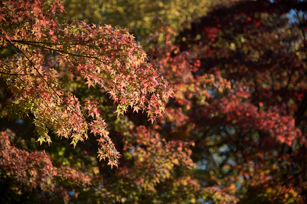20昭和記念公園【日本庭園：紅葉のアップ】3