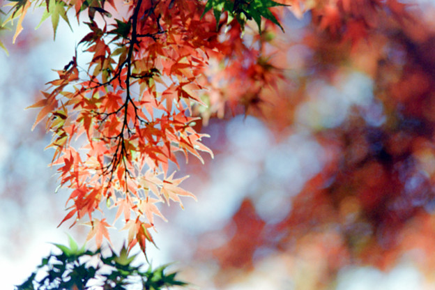 写真: 22昭和記念公園【日本庭園：紅葉のアップ】5銀塩