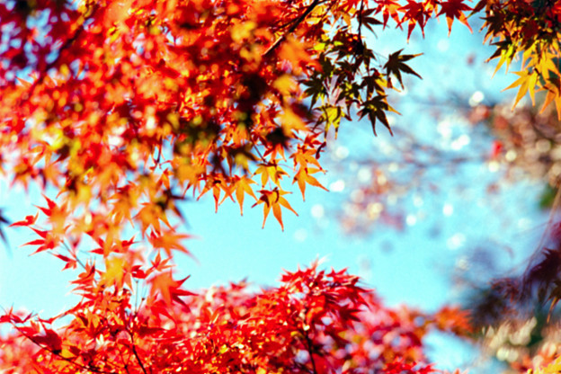 23昭和記念公園【日本庭園：紅葉のアップ】6銀塩NLP