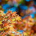 24昭和記念公園【日本庭園：紅葉のアップ】7銀塩NLP