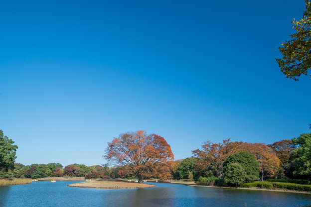 31昭和記念公園【水鳥の池周辺の大木の紅葉：ケヤキ】1