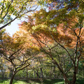 写真: 04神代植物公園【かえで園：道沿いの紅葉】3