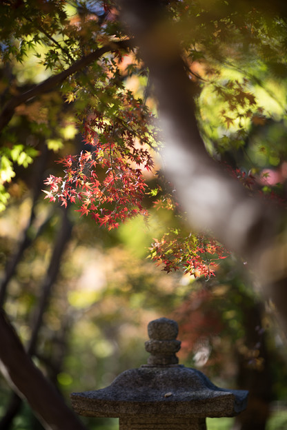 14神代植物公園【かえで園：紅葉のアップ】1