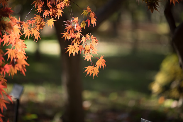 写真: 16神代植物公園【かえで園：紅葉のアップ】3