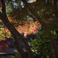 写真: 51神代植物公園【深大寺周辺の紅葉】2