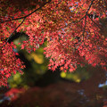 写真: 55神代植物公園【深大寺周辺の紅葉】6