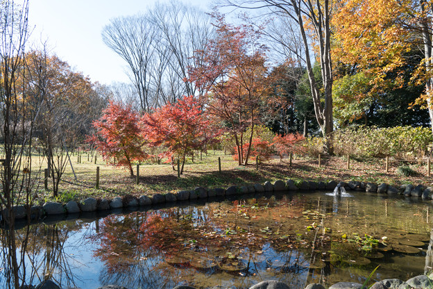写真: 24府中市郷土の森【安らぎの池と紅葉】