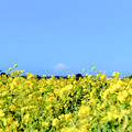 写真: 05ソレイユの丘【入口花壇より富士山の眺め】1銀塩NLP