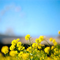 写真: 18ソレイユの丘【菜の花のアップ】4銀塩NLP