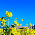写真: 19ソレイユの丘【菜の花のアップ】5銀塩NLP