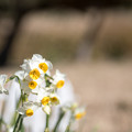 写真: 07立石公園【公園に咲いていたスイセンの花】