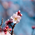 写真: 11府中市郷土の森公園【梅の花：豊後】4銀塩NLP