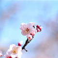 写真: 12府中市郷土の森公園【梅の花：豊後】5銀塩NLP