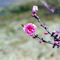 18早春の花菜ガーデン【ハナモモ：矢口】3銀塩NLP