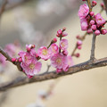 写真: 20早春の花菜ガーデン【梅の花：八房】