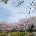 写真: 30昭和記念公園【残堀川沿いの桜の様子】4
