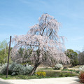 写真: 34昭和記念公園【こもれぴの池付近：枝垂れ桜】