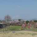 02花菜ガーデン【花桃と富士山】