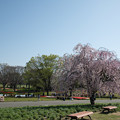 50昭和記念公園【満開の八重紅枝垂桜】1